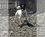 Small #1 Jack-Rat Terrier