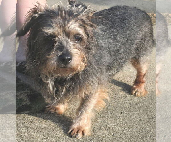 Medium Photo #1 Mutt Puppy For Sale in Alexander, AR, USA