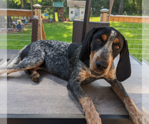 Bluetick Coonhound Puppy for sale in SHADY DALE, GA, USA
