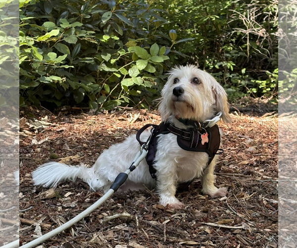 Medium Photo #7 Coton de Tulear-Unknown Mix Puppy For Sale in Seattle, WA, USA