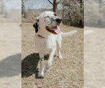 Small #5 Lab-Pointer