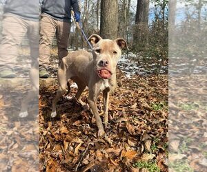 Priscilla (GA) a/k/a Prissy - Female Mutt Dog for Adoption - Photo #6