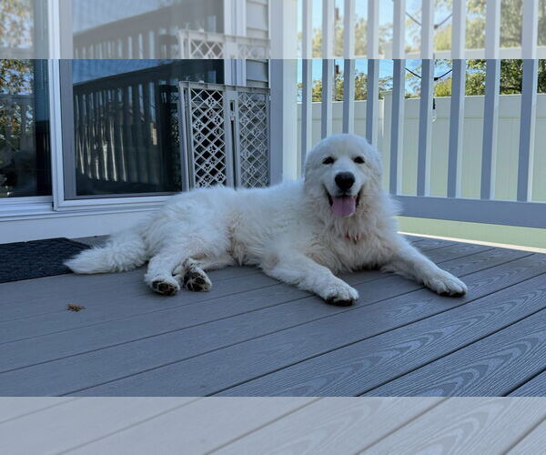 Medium Photo #6 Great Pyrenees-Unknown Mix Puppy For Sale in Oakhurst, NJ, USA