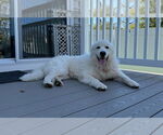 Small #5 Great Pyrenees Mix
