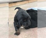 Small Photo #9 Tibetan Mastiff Puppy For Sale in ALBANY, OR, USA