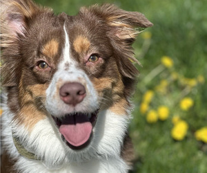 Father of the Australian Shepherd puppies born on 02/08/2026