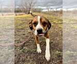 Small #1 Beagle Mix