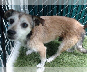 Chihuahua-Parson Russell Terrier Mix Dogs for adoption in Downey, CA, USA