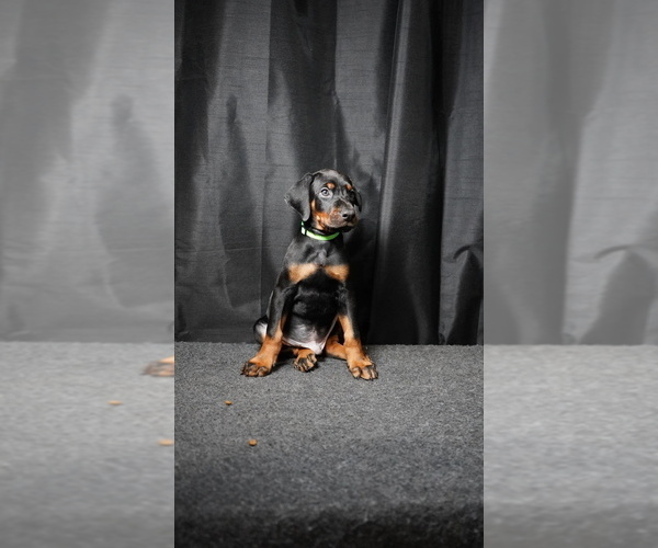 Medium Photo #4 Doberman Pinscher Puppy For Sale in ALEXANDRIA, VA, USA