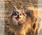 Small #1 Pomeranian