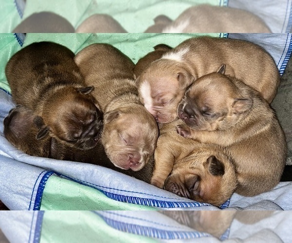 Medium Photo #2 American Bully-French Bulldog Mix Puppy For Sale in WINSTON-SALEM, NC, USA
