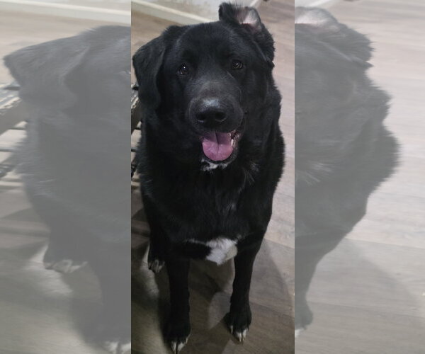 Medium Photo #1 Akita-Great Pyrenees Mix Puppy For Sale in Chandler, AZ, USA