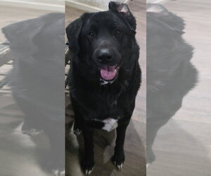 Akita-Great Pyrenees Mix Dogs for adoption in Chandler, AZ, USA