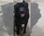 Small Akita-Great Pyrenees Mix