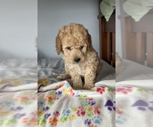 Goldendoodle (Miniature) Litter for sale in CAMBRIDGE, MN, USA