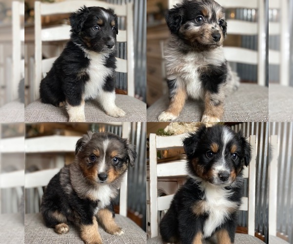 Medium Photo #18 Miniature American Shepherd Puppy For Sale in MANSFIELD, MO, USA