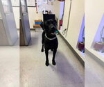 Small #7 Labrador Retriever Mix