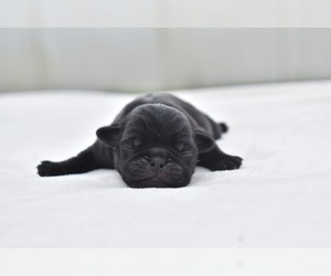 Pug Puppy for sale in PALM COAST, FL, USA