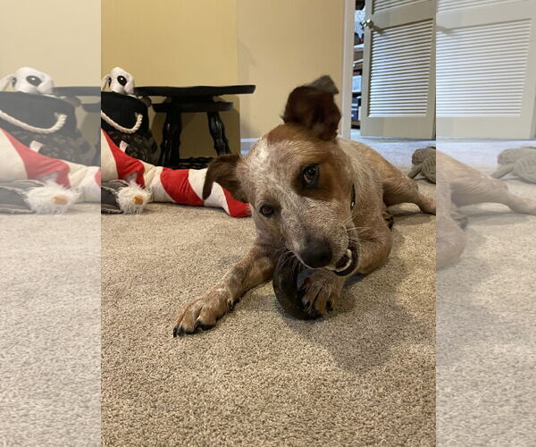 Medium Photo #5 Mutt Puppy For Sale in Wakefield, RI, USA