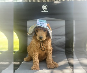 Poodle (Standard) Puppy for Sale in ELKHORN, Wisconsin USA