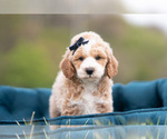 Small #1 Maltipoo (Miniature)