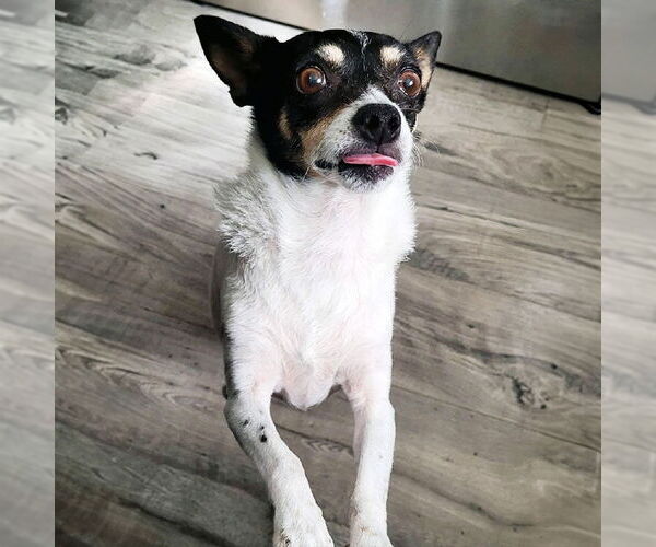 Medium Photo #4 Rat Terrier Puppy For Sale in Atlanta, GA, USA