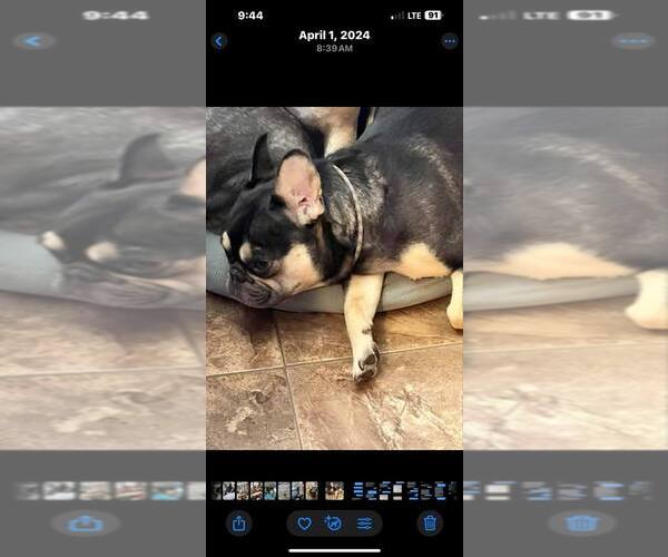 Medium Photo #1 French Bulldog Puppy For Sale in BARK RIVER, MI, USA