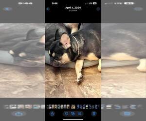 Mother of the French Bulldog puppies born on 05/08/2025