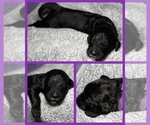 Puppy Betsy Goldendoodle