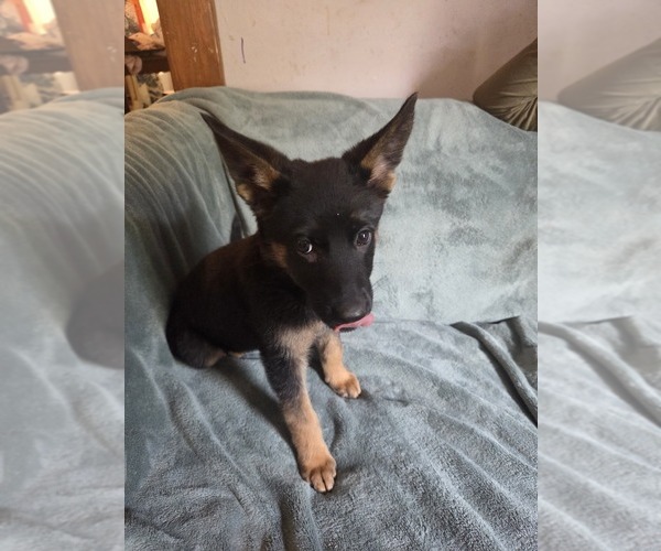 Medium Photo #2 Australian Shepherd-German Shepherd Dog Mix Puppy For Sale in HILLSDALE, MI, USA