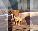 Small #1 Australian Shepherd-Doberman Pinscher Mix