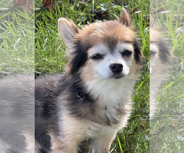 Medium Photo #4 Chihuahua-Unknown Mix Puppy For Sale in Oakhurst, NJ, USA