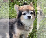 Small Photo #4 Chihuahua-Unknown Mix Puppy For Sale in Oakhurst, NJ, USA