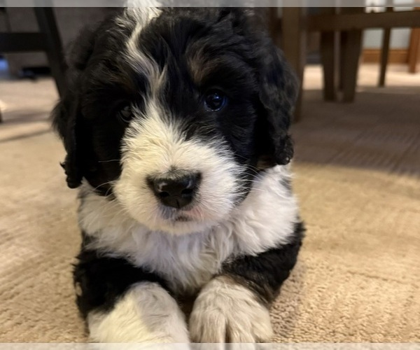 Medium Photo #1 Bernedoodle Puppy For Sale in SIBLEY, IL, USA