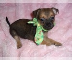 Image preview for Ad Listing. Nickname: CHIHUAHUAS