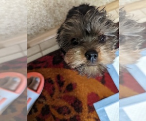 Yorkshire Terrier Puppy for sale in KENNER, LA, USA