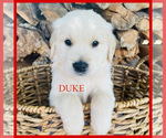 Puppy Duke Golden Retriever