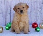 Small Photo #1 Golden Retriever Puppy For Sale in FREDERICKSBG, OH, USA
