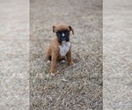 Puppy snickers Boxer