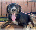 Small Mastiff Mix
