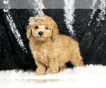 Small Photo #5 Poodle (Toy) Puppy For Sale in WARSAW, IN, USA