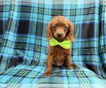 Small #6 Cavapoo (Miniature)