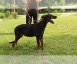 Small #2 Doberman Pinscher