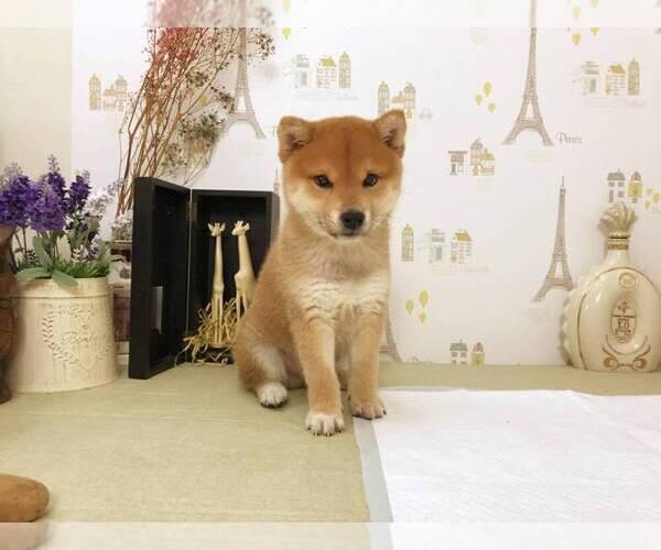 Medium Photo #1 Shiba Inu Puppy For Sale in WASHINGTON, DC, USA