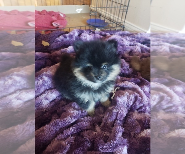 Medium Photo #5 Pomeranian Puppy For Sale in LAKE ELSINORE, CA, USA