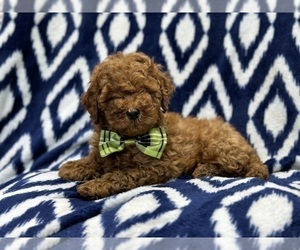 Cavapoo Puppy for Sale in LAKELAND, Florida USA