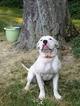 Small Photo #1 American Bulldog Puppy For Sale in OLYMPIA, WA, USA