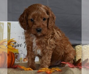 Cavapoo Puppy for sale in SUNBURY, PA, USA