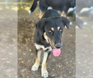German Shepherd Dog-Unknown Mix Dogs for adoption in Visalia, CA, USA