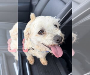 Maltichon Dogs for adoption in Bedford, VA, USA